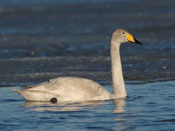 Laulujoutsen, Whooper Swan, Cygnus cygnus